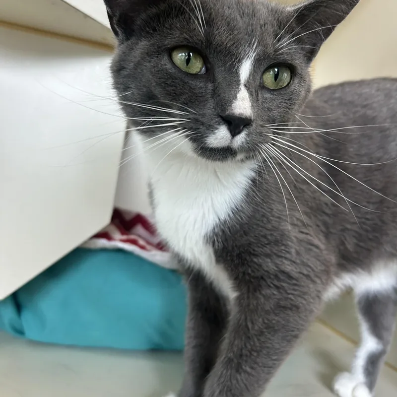 A baby medium-sized female Gray & White Domestic Short Hair cat named Blessing for adoption in Mokena, IL