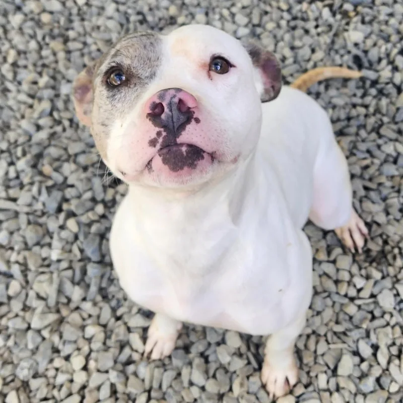 An adult medium-sized female Bicolor American Staffordshire Terrier dog named Juliet for adoption in Chuckey, TN