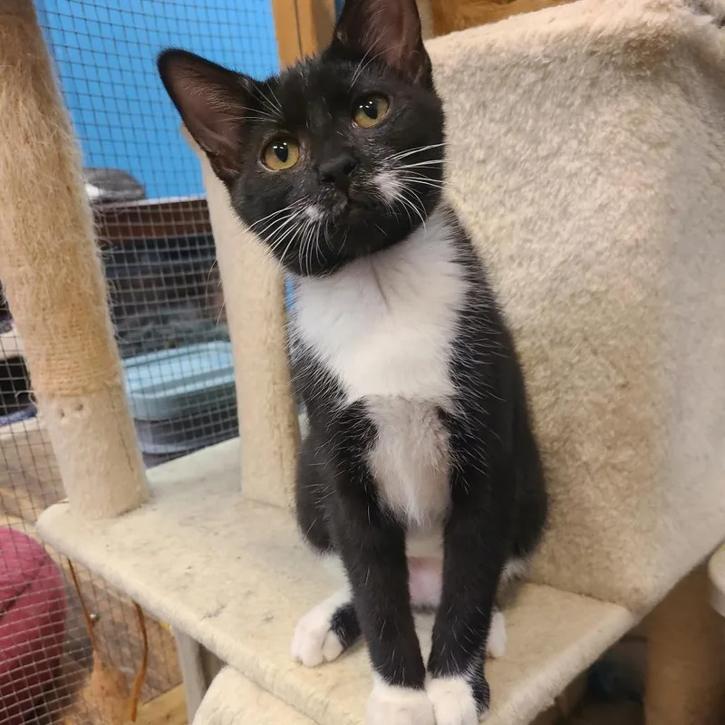A young small-sized female Black Domestic Short Hair cat named Melanie for adoption in Frederick, MD