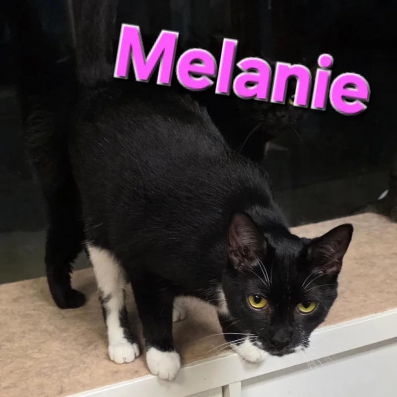 Melanie thumbnail 2
