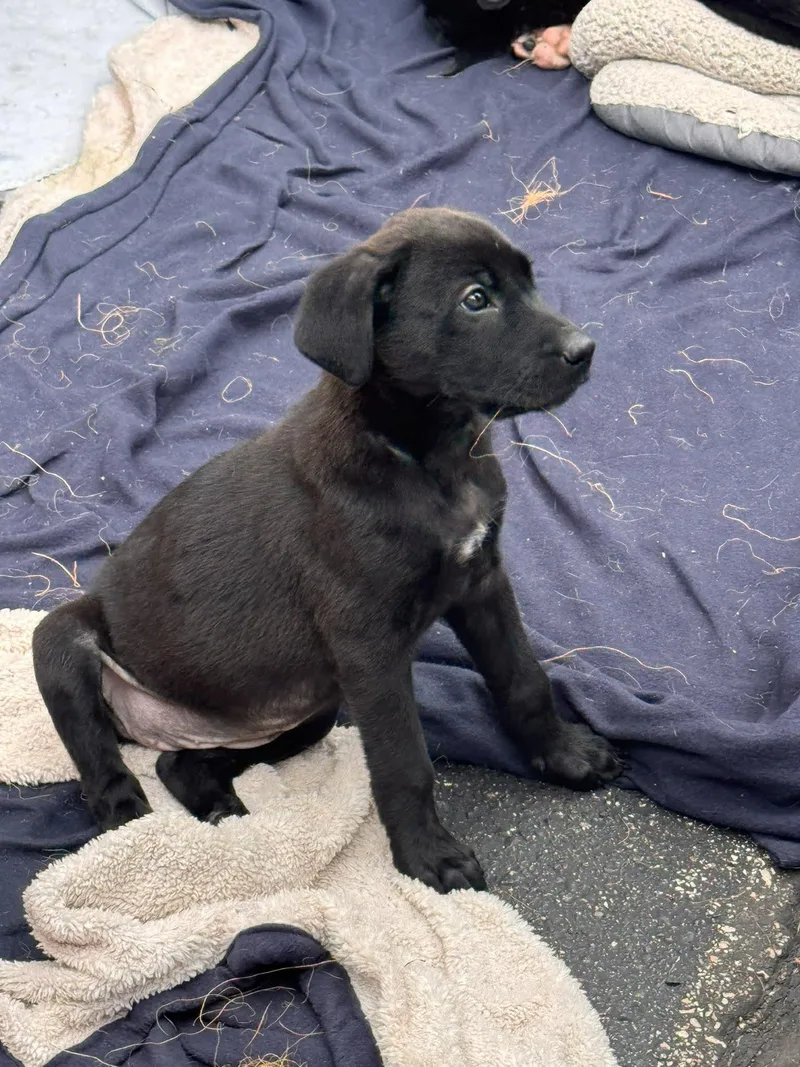 A baby medium-sized female Black Mixed Breed dog named Madam Mim for adoption in Kenosha, WI