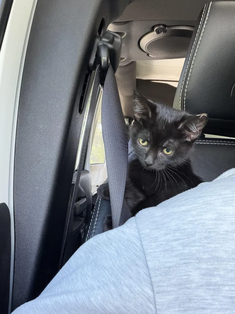 A baby medium-sized female Black Domestic Short Hair cat named Delia for adoption in warren, OH