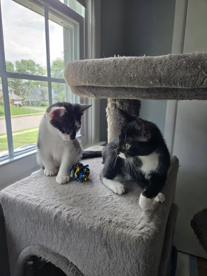 A baby medium-sized male Black & White / Tuxedo Domestic Short Hair cat named Ramapo River for adoption in Trenton, NJ
