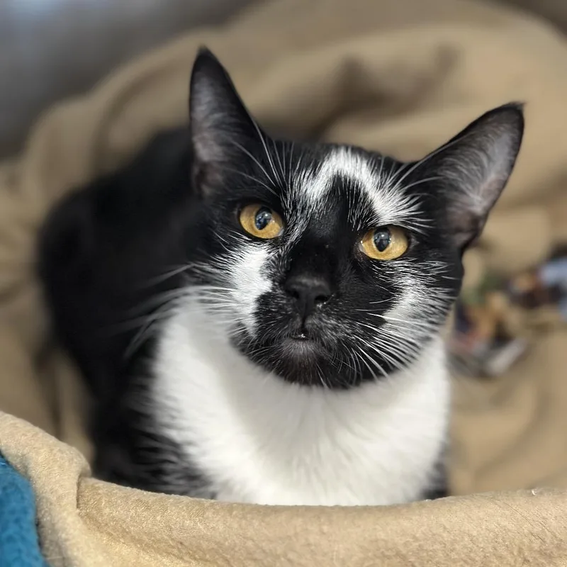 An adult medium-sized female Black Domestic Short Hair cat named Princess Daisy for adoption in Chicago, IL