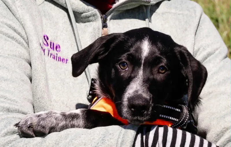 A baby medium-sized female Labrador Retriever dog named Darcy for adoption in Blairsville, GA