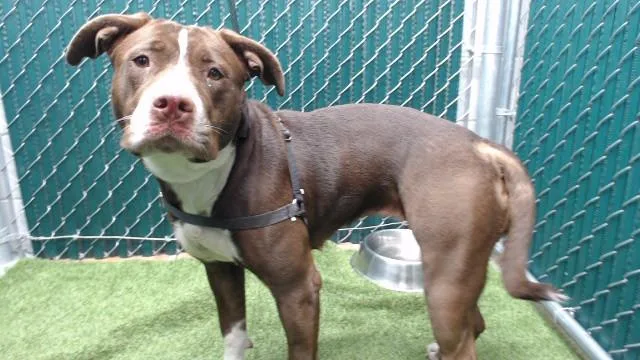 An adult medium-sized female Pit Bull Terrier dog named Sonia for adoption in Downey, CA