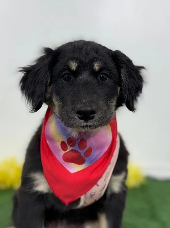 A baby medium-sized female Black Hovawart dog named Georgia for adoption in Carlsbad, CA