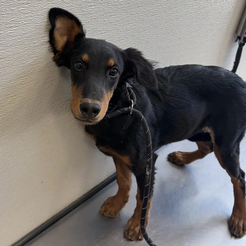 A young small-sized male Black Mixed Breed dog named Dusty for adoption in Las Cruces, NM