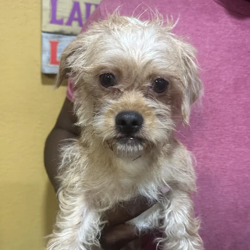 A young small-sized male Shih Tzu dog named Fremont Local November for adoption in Brookshire, TX