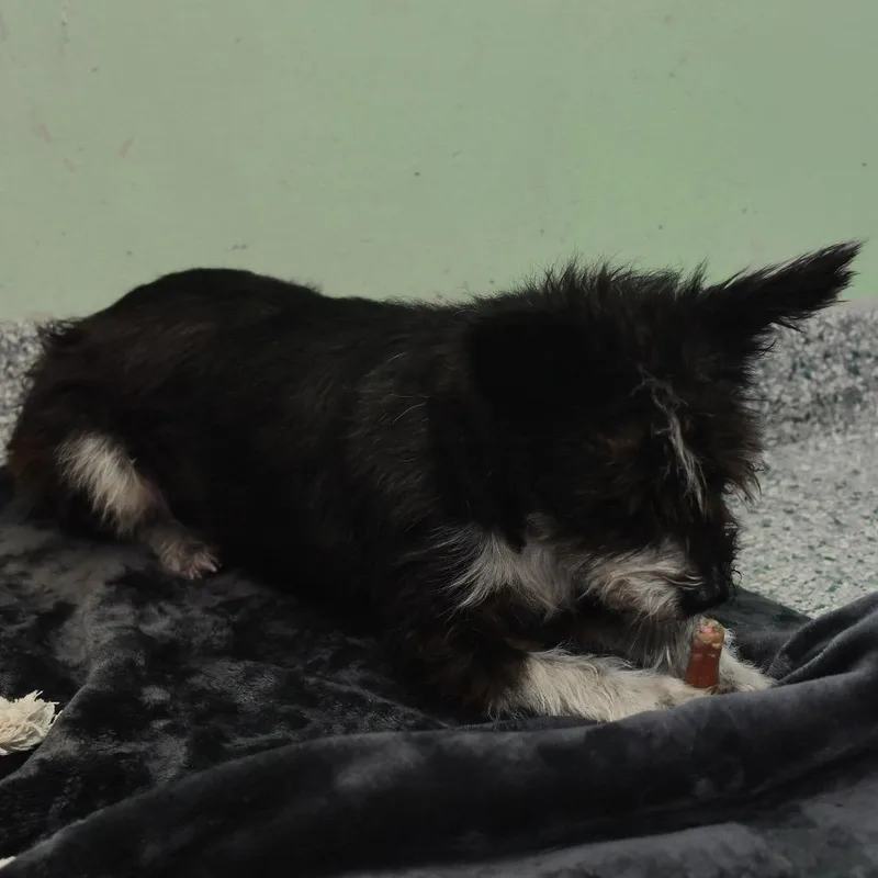 An adult small-sized female Black Mixed Breed dog named Gertie for adoption in Ottawa, KS