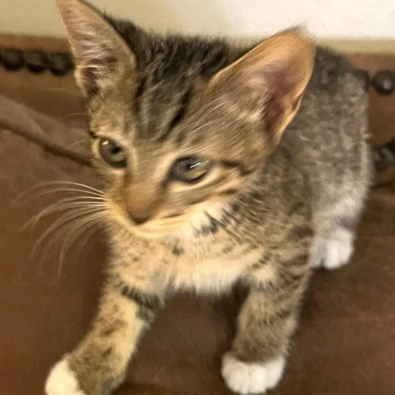 A baby medium-sized male Tabby cat named Socks Heightsquintet for adoption in Houston, TX