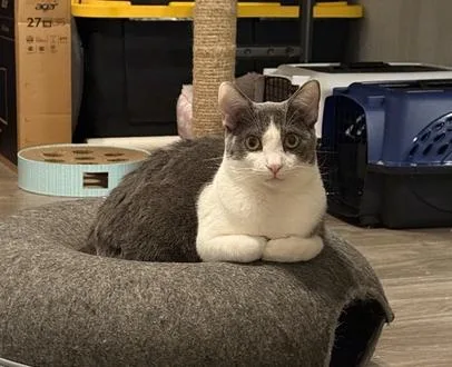 A young medium-sized female Gray & White Domestic Short Hair cat named Penelope for adoption in Fort Worth, TX