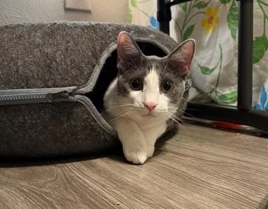 Penelope thumbnail 2