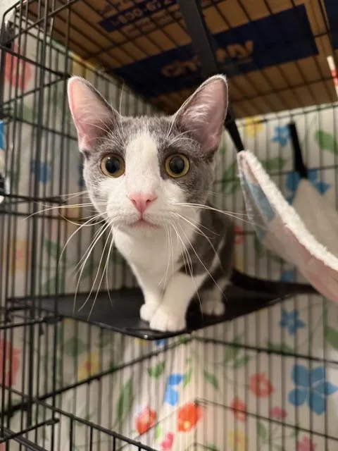 Penelope thumbnail 3