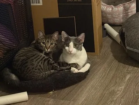 Penelope thumbnail 4