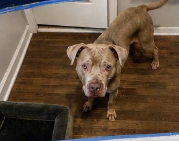 An adult large-sized male Pit Bull Terrier dog named Waylon for adoption in Holly Springs, NC
