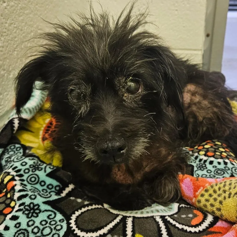 A senior small-sized female Black Terrier dog named Meemaw for adoption in Birdsboro, PA