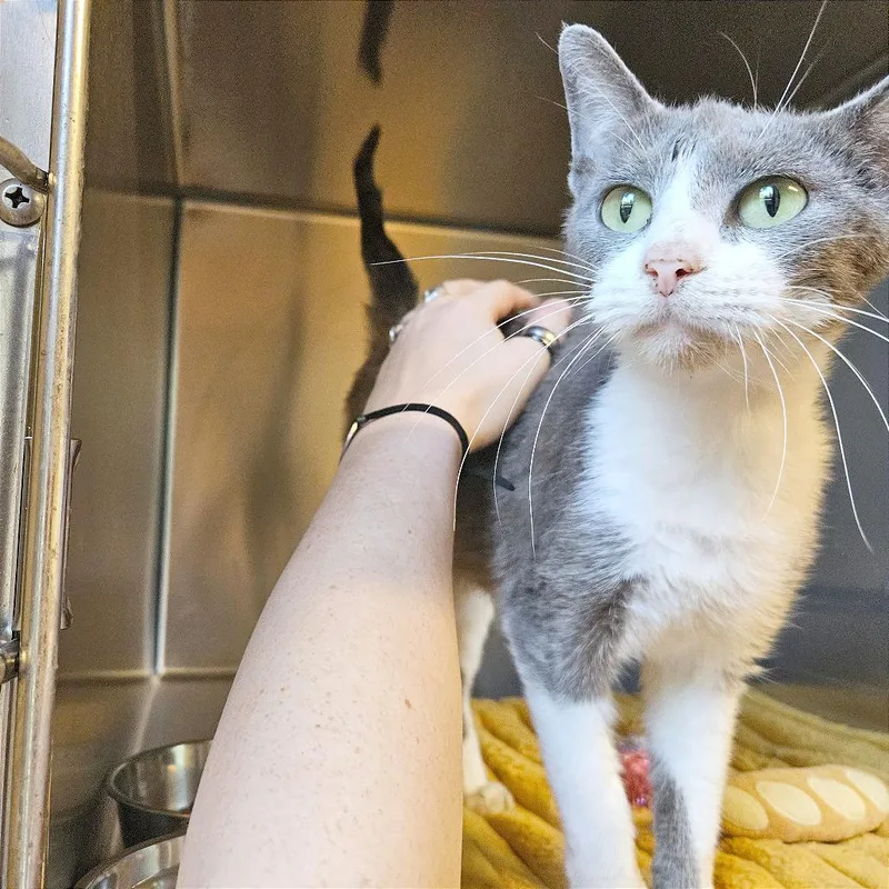An adult medium-sized female Gray / Blue / Silver American Shorthair cat named Sundae for adoption in Clarksville, AR