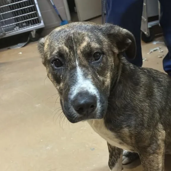 An adult medium-sized female Brindle Mixed Breed dog named Ember for adoption in Gadsden, AL