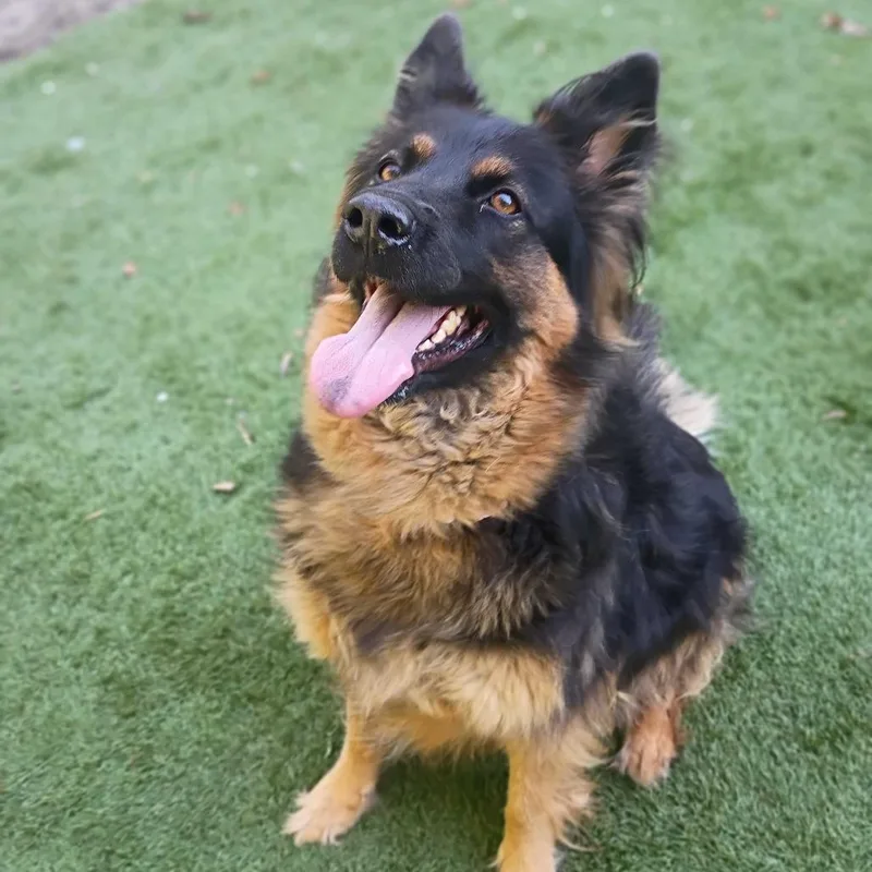 A senior medium-sized female Black Mixed Breed dog named Anna for adoption in Davenport, IA