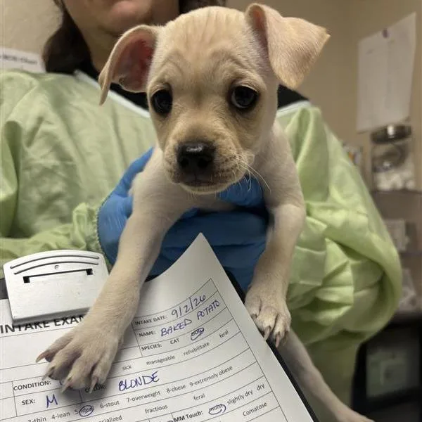 A baby small-sized male Chihuahua dog named Baked Potato for adoption in Tempe, AZ