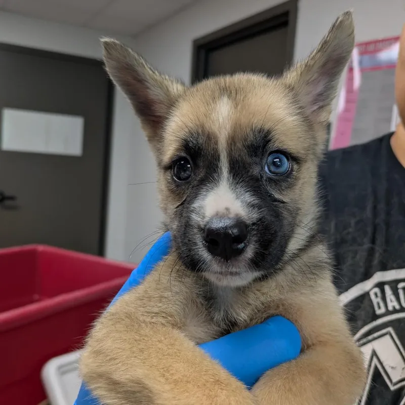 A baby small-sized female Yellow / Tan / Blond / Fawn Shepherd dog named Foofa for adoption in Cleveland, MS