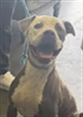 A senior large-sized male Pit Bull Terrier dog named Royal for adoption in Los Angeles, CA