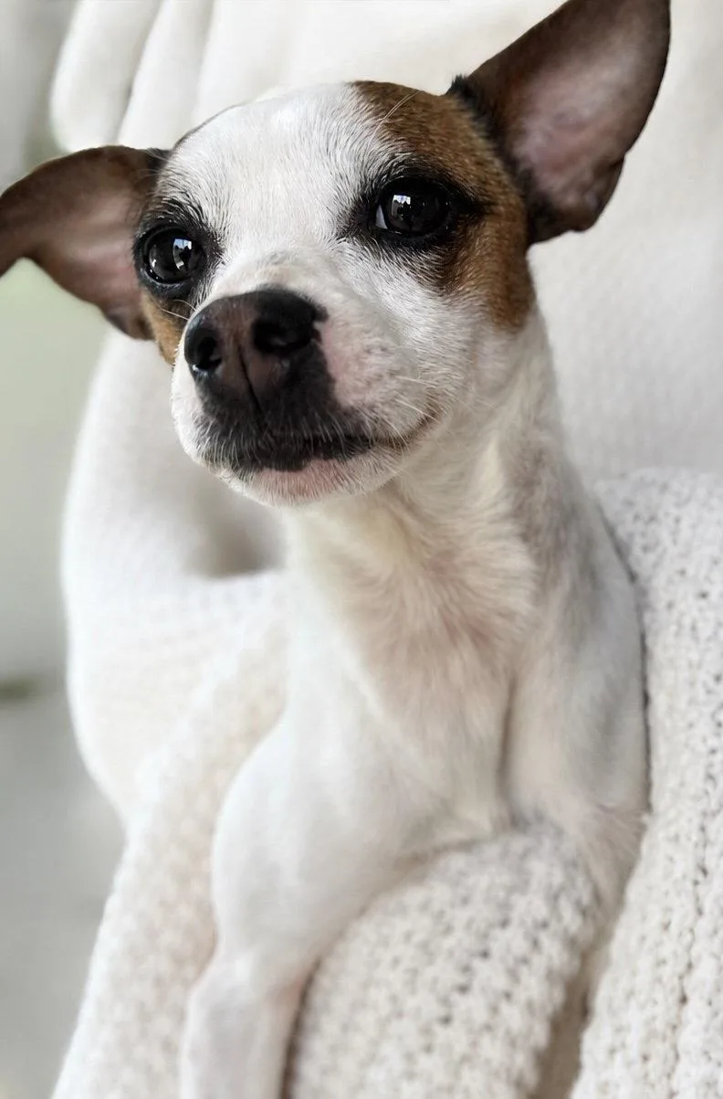 A young medium-sized female Chihuahua dog named Cookie for adoption in Nashville, TN
