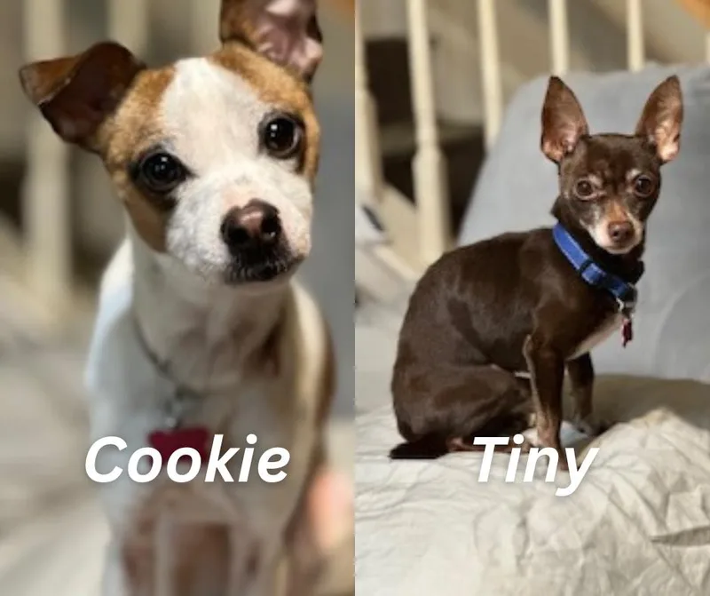 Cookie thumbnail 3