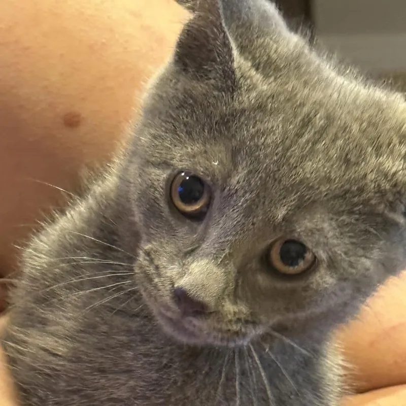 A baby small-sized male Gray / Blue / Silver Domestic Short Hair cat named Homer for adoption in Middle Village, NY