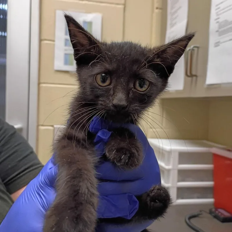 A baby small-sized female Black Domestic Medium Hair cat named StrayRiverRoad for adoption in Columbus, GA