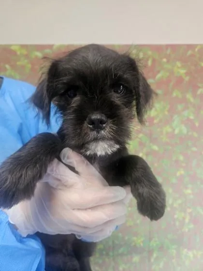 A young small-sized male Terrier dog named Centaurus for adoption in San Antonio, TX