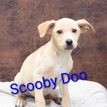 Scooby