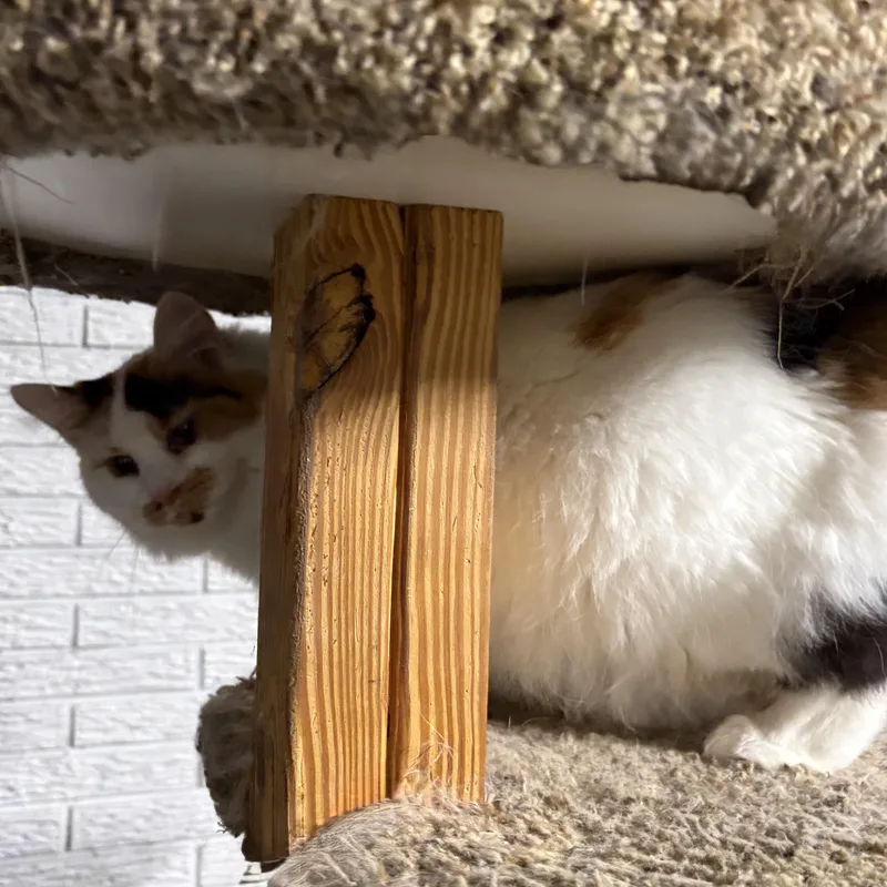 An adult medium-sized female Calico Domestic Medium Hair cat named Gianna for adoption in Stafford, VA