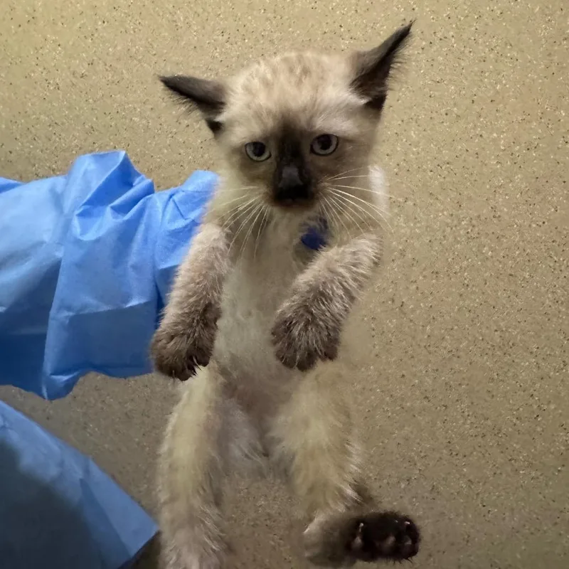 A baby small-sized female Flame Point Siamese cat named Little brown bat for adoption in Pekin, IL