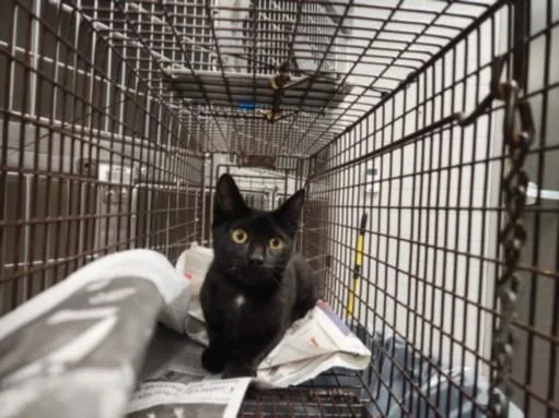 A baby medium-sized female Domestic Short Hair cat named Violet for adoption in Los Angeles, CA
