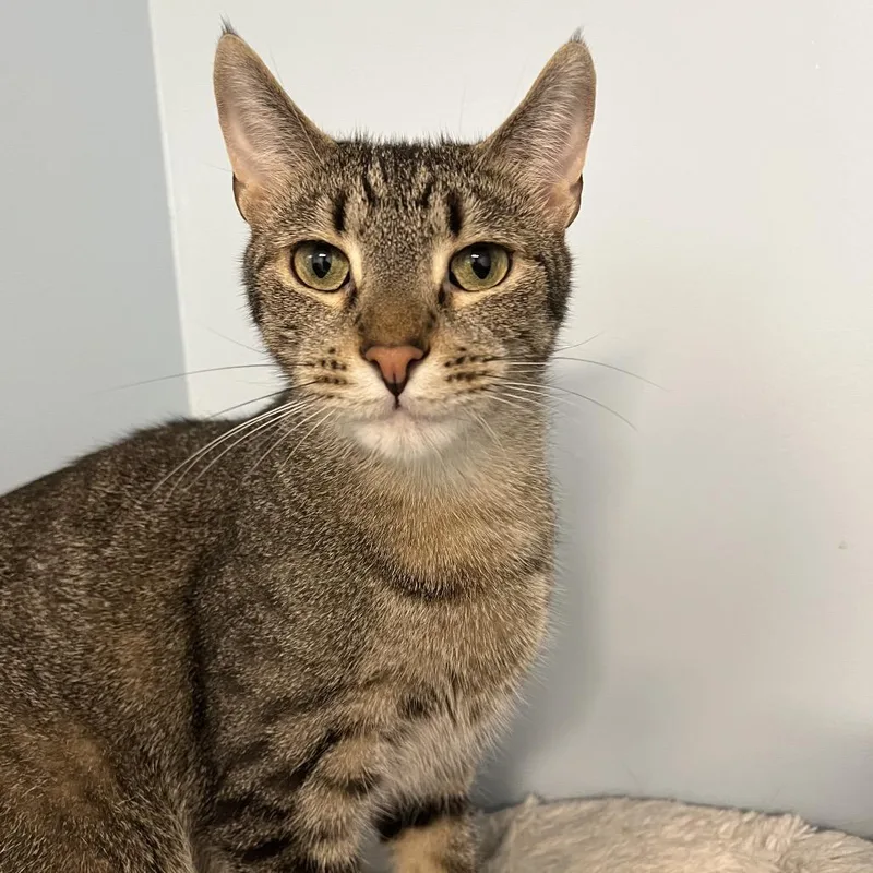 An adult small-sized male Brown / Chocolate Domestic Short Hair cat named Desmond for adoption in Arlington Heights, IL