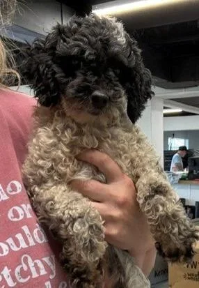 An adult small-sized female Poodle dog named Henrietta for adoption in Thompson Falls, MT