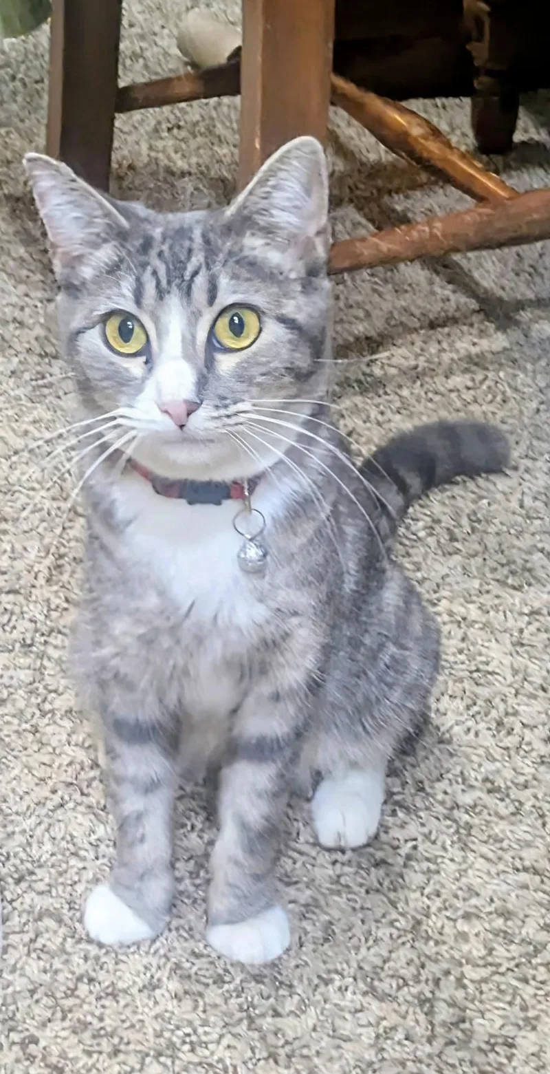 Mama Cupcake thumbnail 2