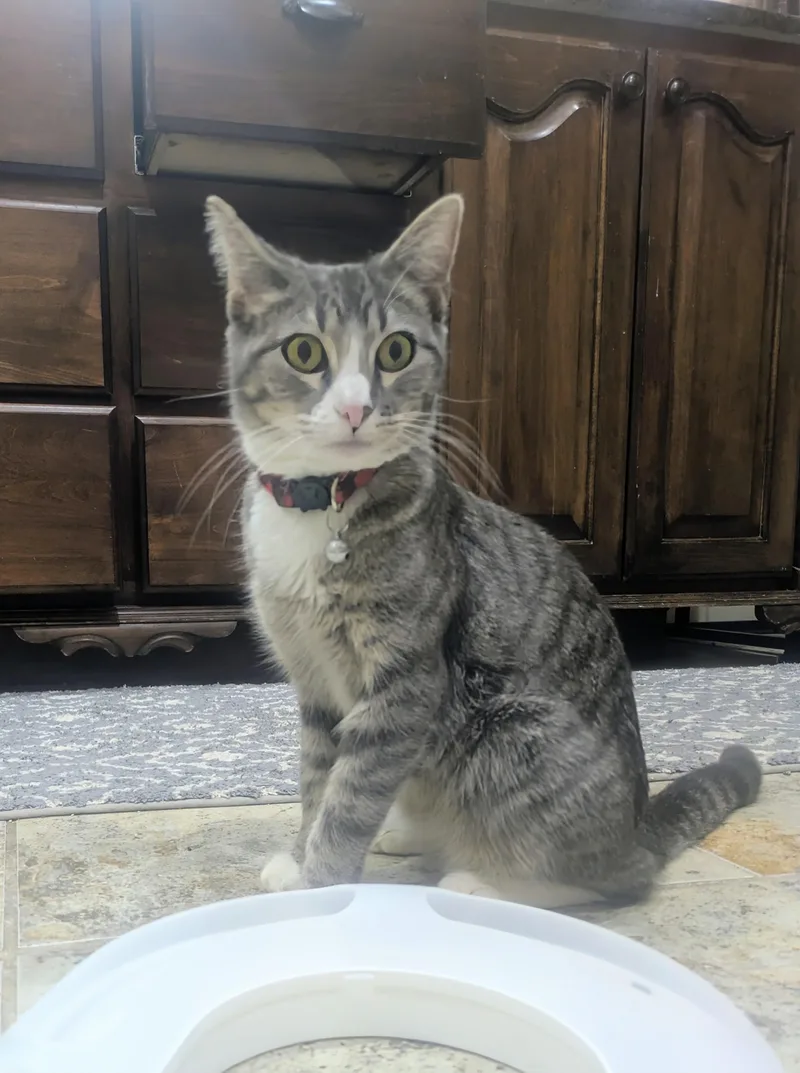 Mama Cupcake thumbnail 3