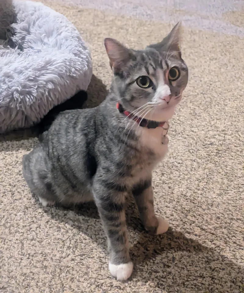 Mama Cupcake thumbnail 4