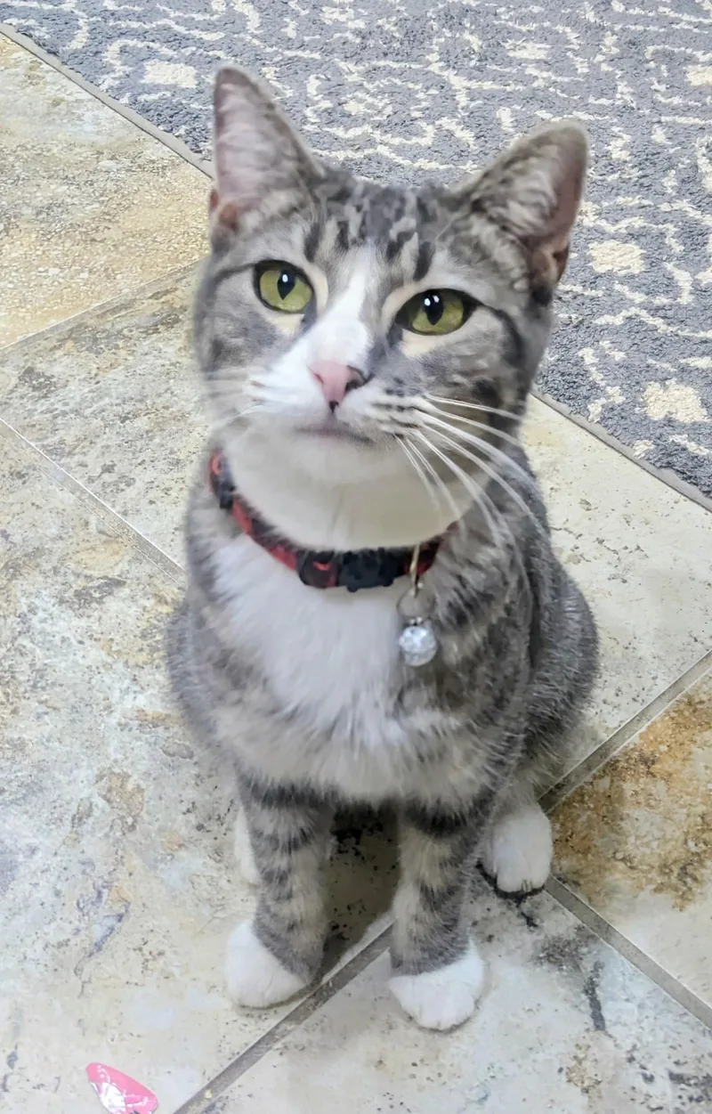 Mama Cupcake thumbnail 6