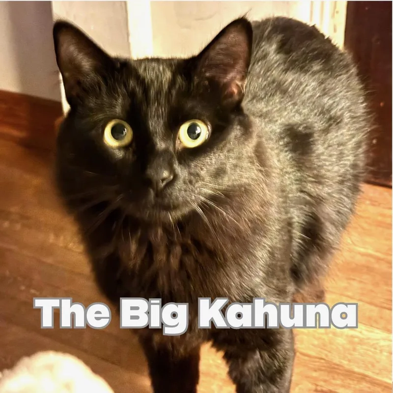 A young large-sized male Domestic Medium Hair cat named Kahuna for adoption in Long Beach, CA