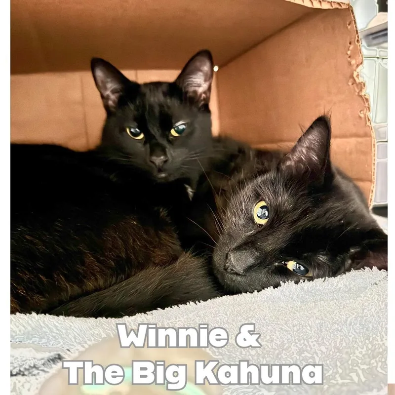 Kahuna thumbnail 2