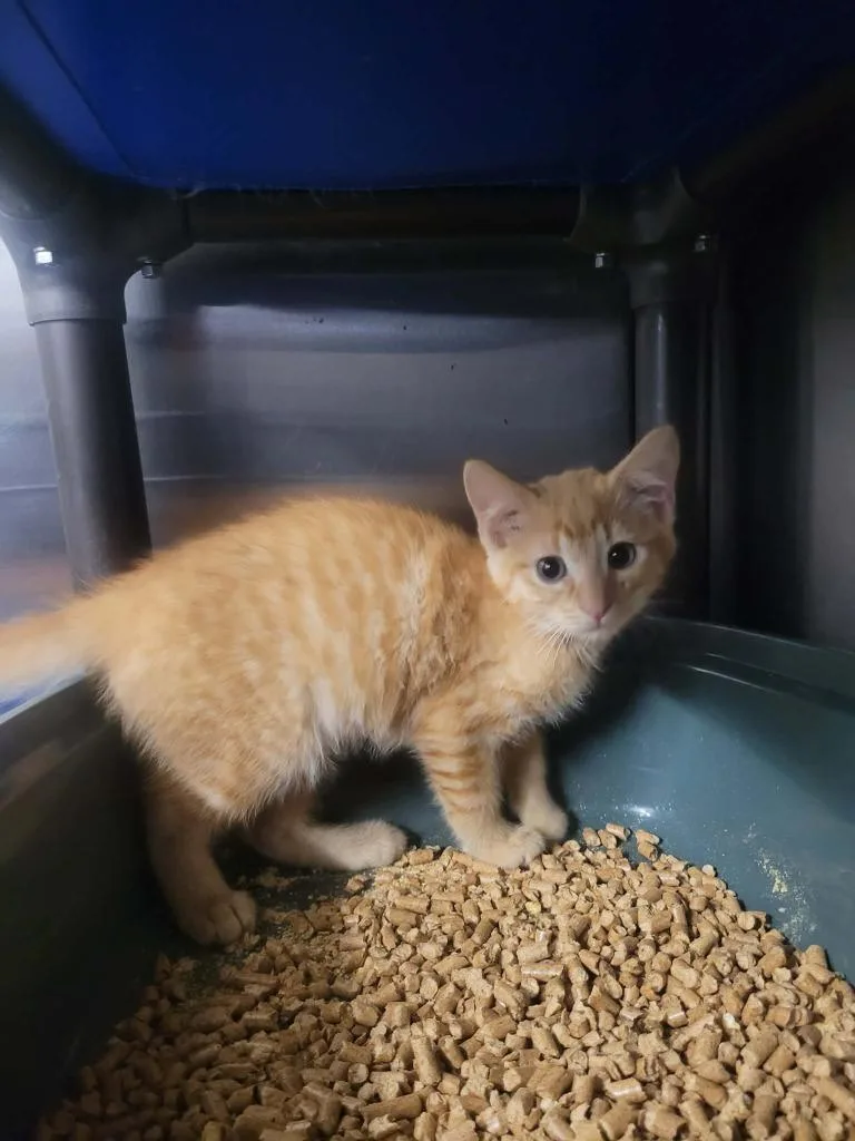 A baby small-sized male Domestic Short Hair cat named Derek for adoption in Republic, MO