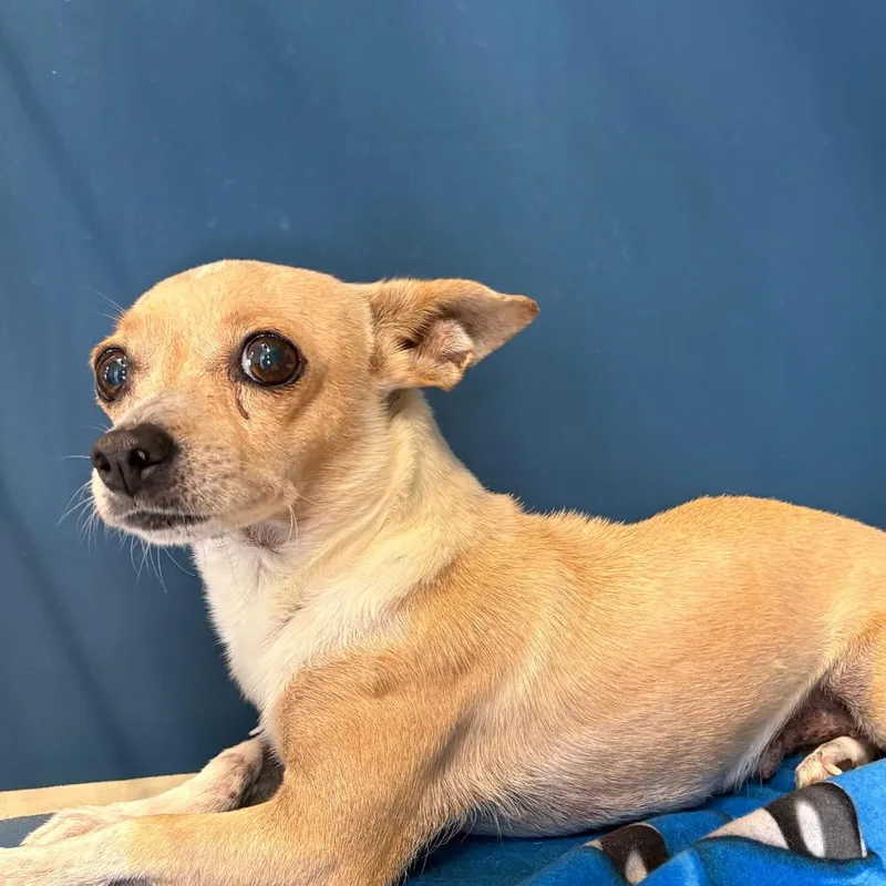 An adult small-sized female Yellow / Tan / Blond / Fawn Chihuahua dog named Mitten for adoption in Yuma, AZ
