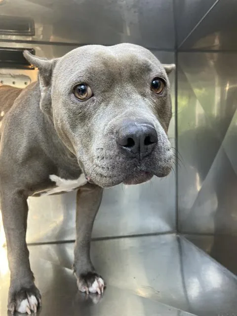 An adult medium-sized female Mixed Breed dog named Thelma for adoption in Dallas, TX