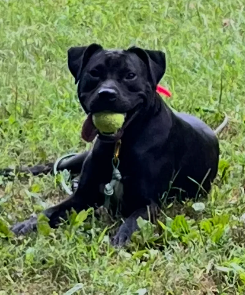 A young medium-sized male Black Staffordshire Bull Terrier dog named Ashe for adoption in East Flat Rock, NC