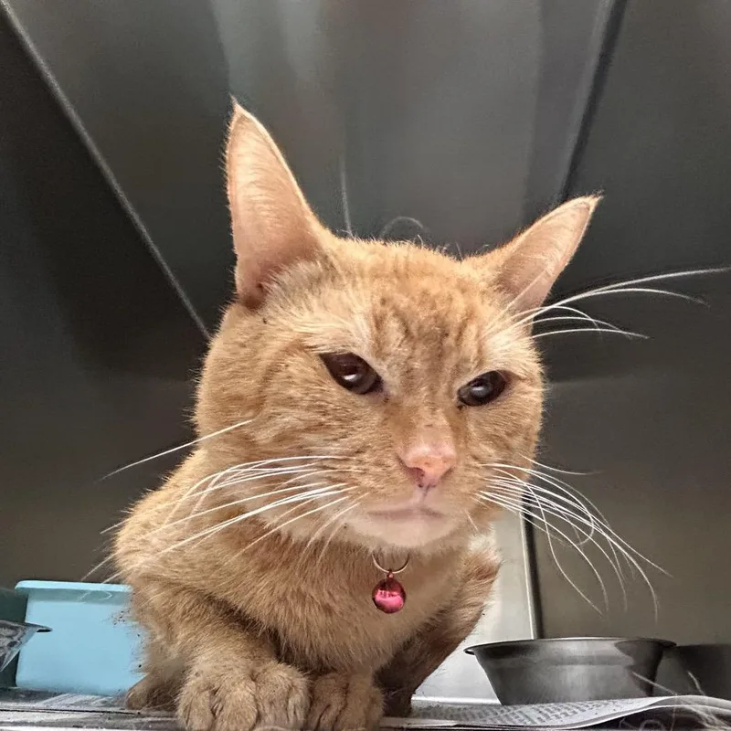 An adult medium-sized male Orange / Red Domestic Short Hair cat named Toulouse for adoption in Lake Jackson, TX
