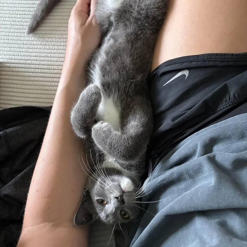 A baby small-sized male Gray / Blue / Silver Domestic Short Hair cat named Snow for adoption in Los Angeles, CA
